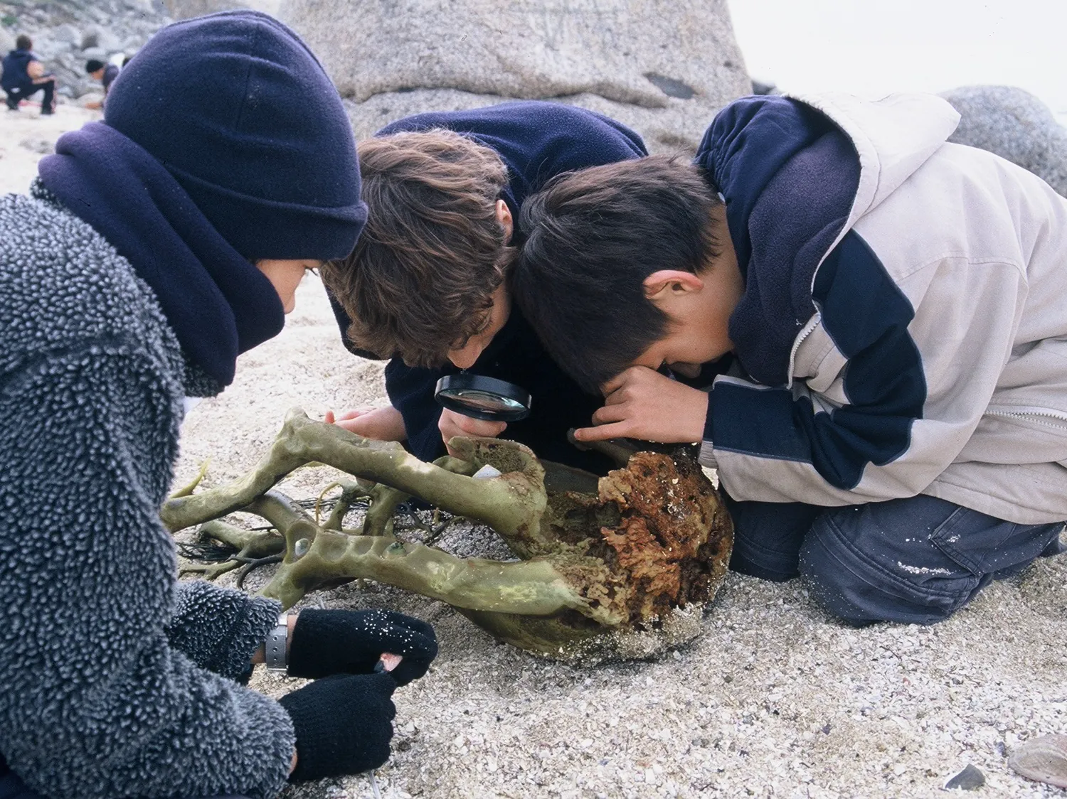 Pumahue 2008